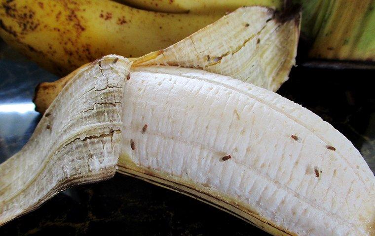 Miten päästä eroon banaanikärpäsistä?